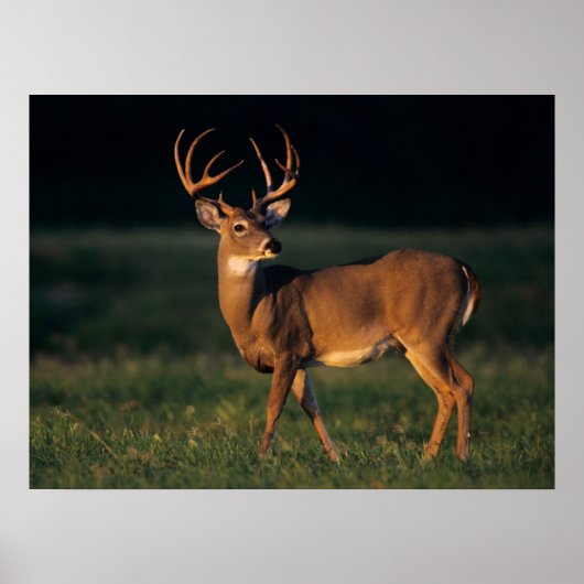 Weißschwanzhirsche | Choke Canyon Staat Park, TX Poster (Vorne)