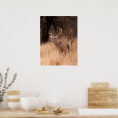 Weißschwanzhirsche | Choke Canyon Staat Park, TX Poster (Küche)