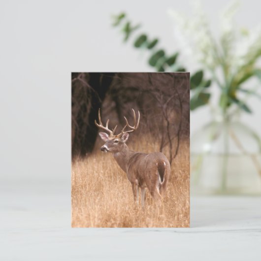 Weißschwanzhirsche | Choke Canyon Staat Park, TX Postkarte (Stehend Vorderseite)