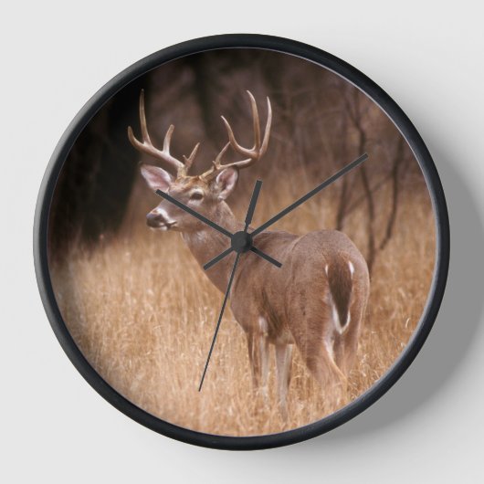 Weißschwanzhirsche | Choke Canyon Staat Park, TX Uhr (Vorderseite)