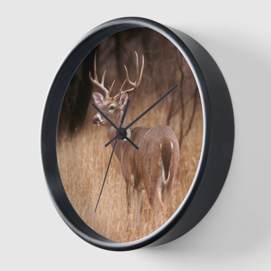 Weißschwanzhirsche | Choke Canyon Staat Park, TX Uhr (Winkel)