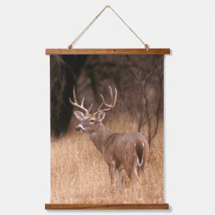 Weißschwanzhirsche   Choke Canyon Staat Park, TX Wandteppich Mit Holzrahmen