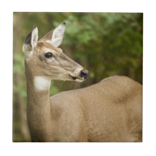 Weißschwanzhirsche Fliese