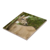 Weißschwanzhirsche Fliese (Seite)