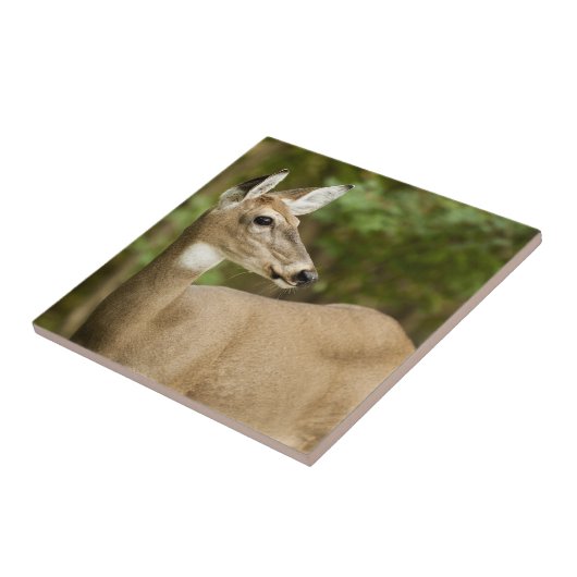 Weißschwanzhirsche Fliese (Seite)