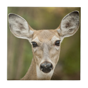 Weißschwanzhirsche Fliese