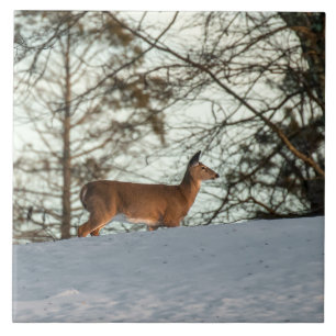 Weißschwanzhirsche Fliese