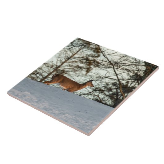 Weißschwanzhirsche Fliese (Seite)