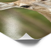 Weißschwanzhirsche Fotodruck (Ecke)