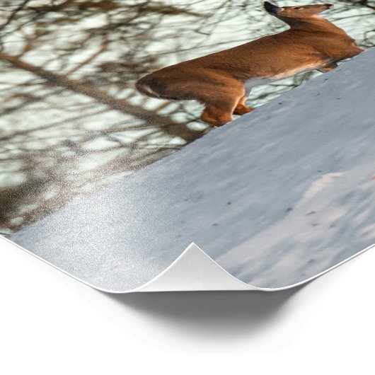 Weißschwanzhirsche Fotodruck (Ecke)