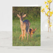 Weißschwanzhirsche | Grassy Habitat Karte (Gelbe Blume)