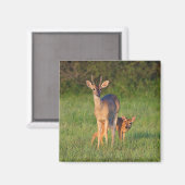 Weißschwanzhirsche | Grassy Habitat Magnet (Vorderseite/Rückseite)