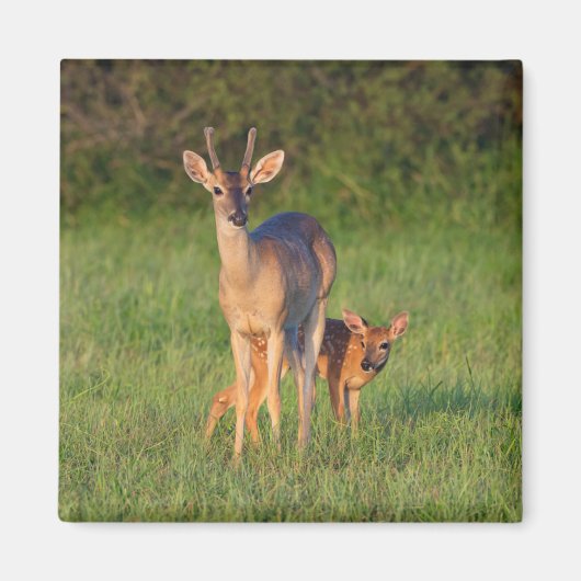 Weißschwanzhirsche | Grassy Habitat Magnet (Vorne)