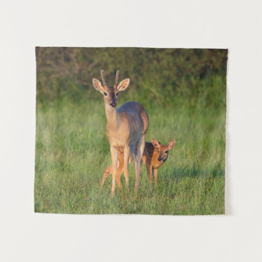 Weißschwanzhirsche | Grassy Habitat Wandteppich (Vorderseite (Horizontal))