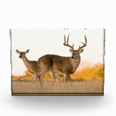 Weißschwanzhirsche | Herbst in Texas Fotoblock (Vorderseite)