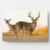 Weißschwanzhirsche | Herbst in Texas Fotoplatte (Vorderseite)
