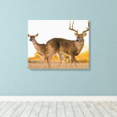 Weißschwanzhirsche | Herbst in Texas Leinwanddruck (Insitu (Holzboden))