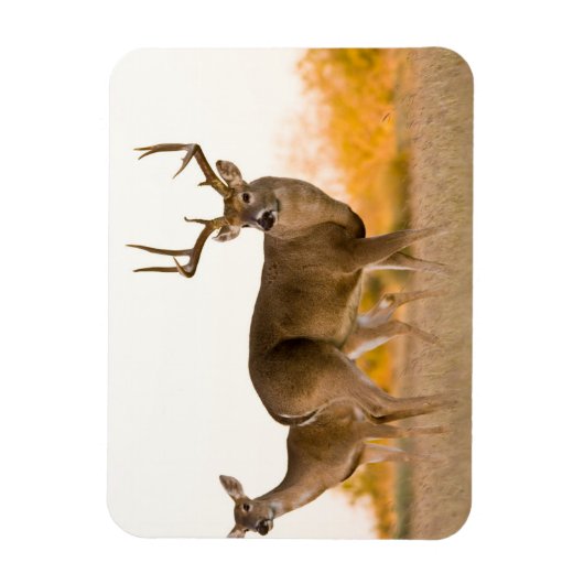 Weißschwanzhirsche | Herbst in Texas Magnet (Vertikal)