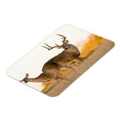 Weißschwanzhirsche | Herbst in Texas Magnet (Linke Seite)