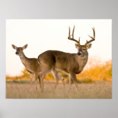 Weißschwanzhirsche | Herbst in Texas Poster (Vorne)