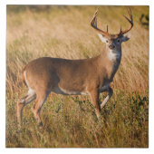 Weißschwanzhirsche | Herbst in TX Fliese (Vorderseite)
