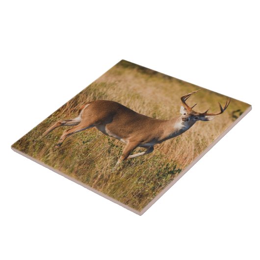 Weißschwanzhirsche | Herbst in TX Fliese (Seite)