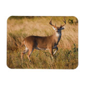 Weißschwanzhirsche | Herbst in TX Magnet (Horizontal)