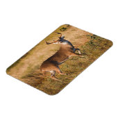 Weißschwanzhirsche | Herbst in TX Magnet (Linke Seite)