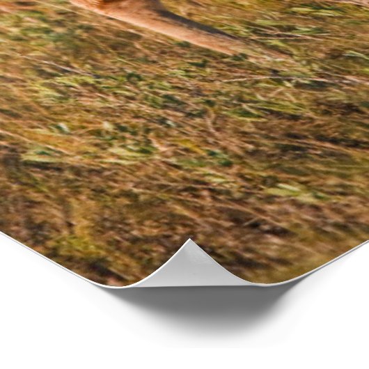 Weißschwanzhirsche | Herbst in TX Poster (Ecke)