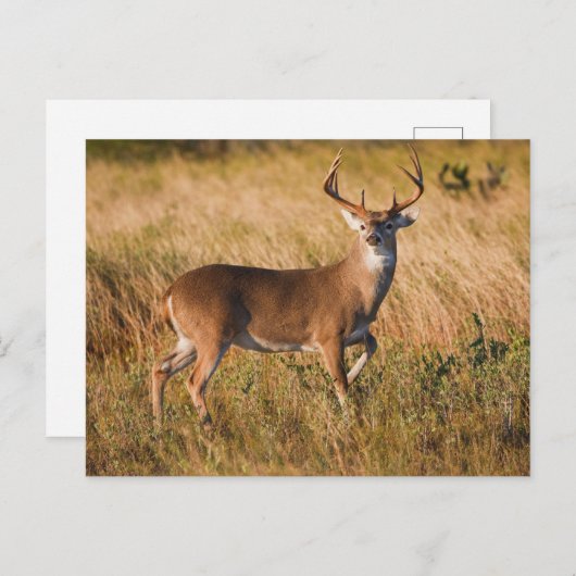 Weißschwanzhirsche | Herbst in TX Postkarte (Vorne/Hinten)