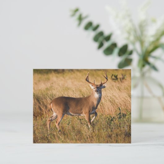 Weißschwanzhirsche | Herbst in TX Postkarte (Stehend Vorderseite)