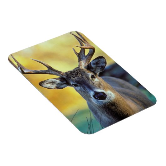 Weißschwanzhirsche | Herbst Magnet (Rechte Seite)