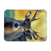 Weißschwanzhirsche | Herbst Magnet (Horizontal)