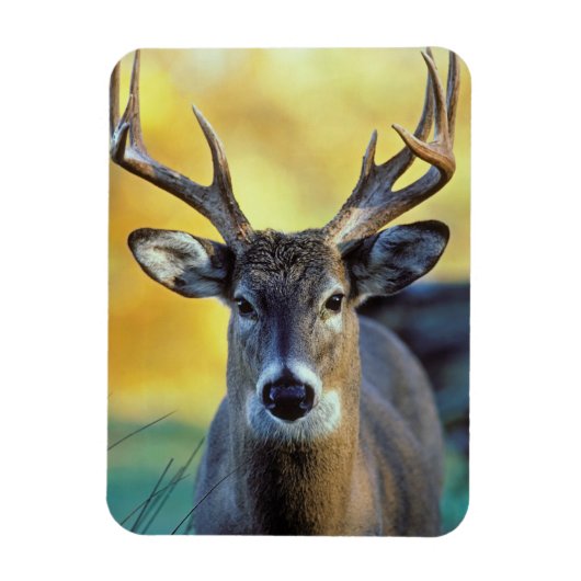 Weißschwanzhirsche | Herbst Magnet (Vertikal)