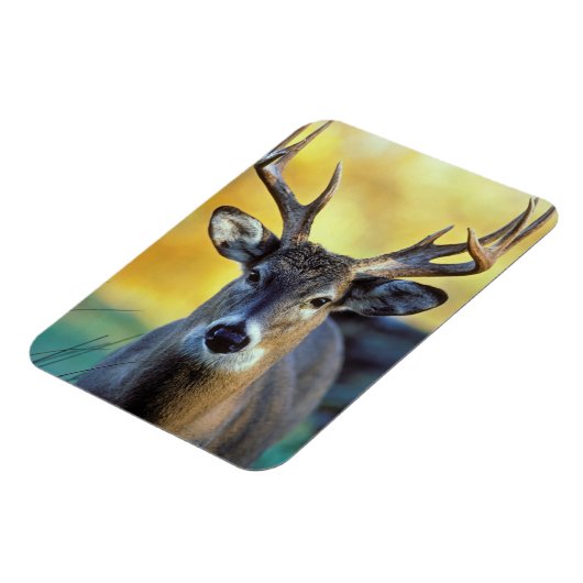 Weißschwanzhirsche | Herbst Magnet (Linke Seite)