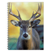 Weißschwanzhirsche | Herbst Notizblock (Vorderseite)