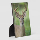 Weißschwanzhirsche | Hill Country, Texas Fotoplatte (Seite)