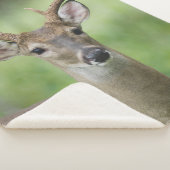 Weißschwanzhirsche | Hill Country, Texas Sherpadecke (3/4)