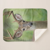 Weißschwanzhirsche | Hill Country, Texas Sherpadecke (Vorderseite (Horizontal))