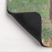 Weißschwanzhirsche in einem Herbstfeld Mousepad (Ecke)