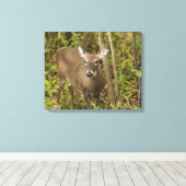 Weißschwanzhirsche Leinwanddruck (Insitu (Holzboden))