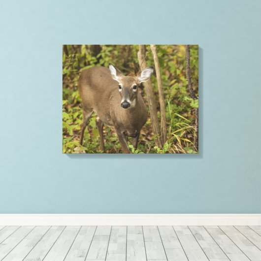 Weißschwanzhirsche Leinwanddruck (Insitu (Holzboden))