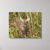 Weißschwanzhirsche Leinwanddruck (Vorderseite)