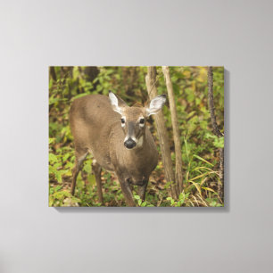 Weißschwanzhirsche Leinwanddruck