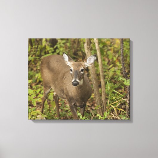 Weißschwanzhirsche Leinwanddruck (Vorderseite)