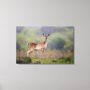 Weißschwanzhirsche Leinwanddruck