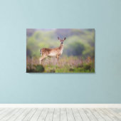 Weißschwanzhirsche Leinwanddruck (Insitu (Holzboden))