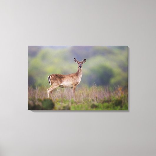 Weißschwanzhirsche Leinwanddruck (Vorderseite)