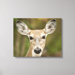 Weißschwanzhirsche Leinwanddruck