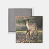 Weißschwanzhirsche Magnet (Vorderseite/Rückseite)